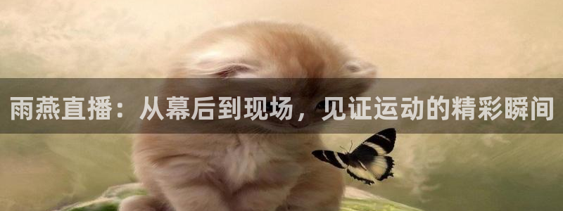球神直播足球直播在线观看：雨燕直播：从幕后到现场，见证运动的精彩瞬间